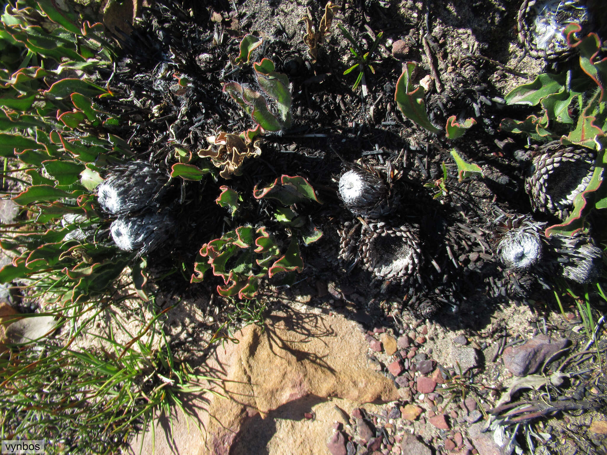 Image of harts-tongue-fern sugarbush