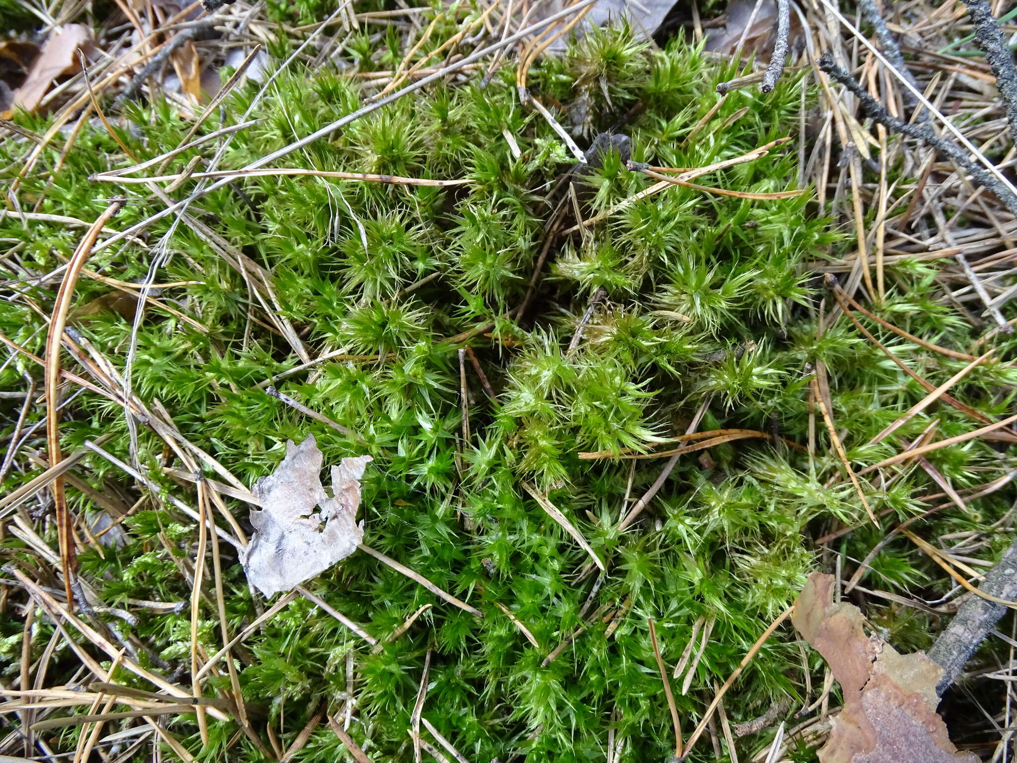 Image of Broom Moss