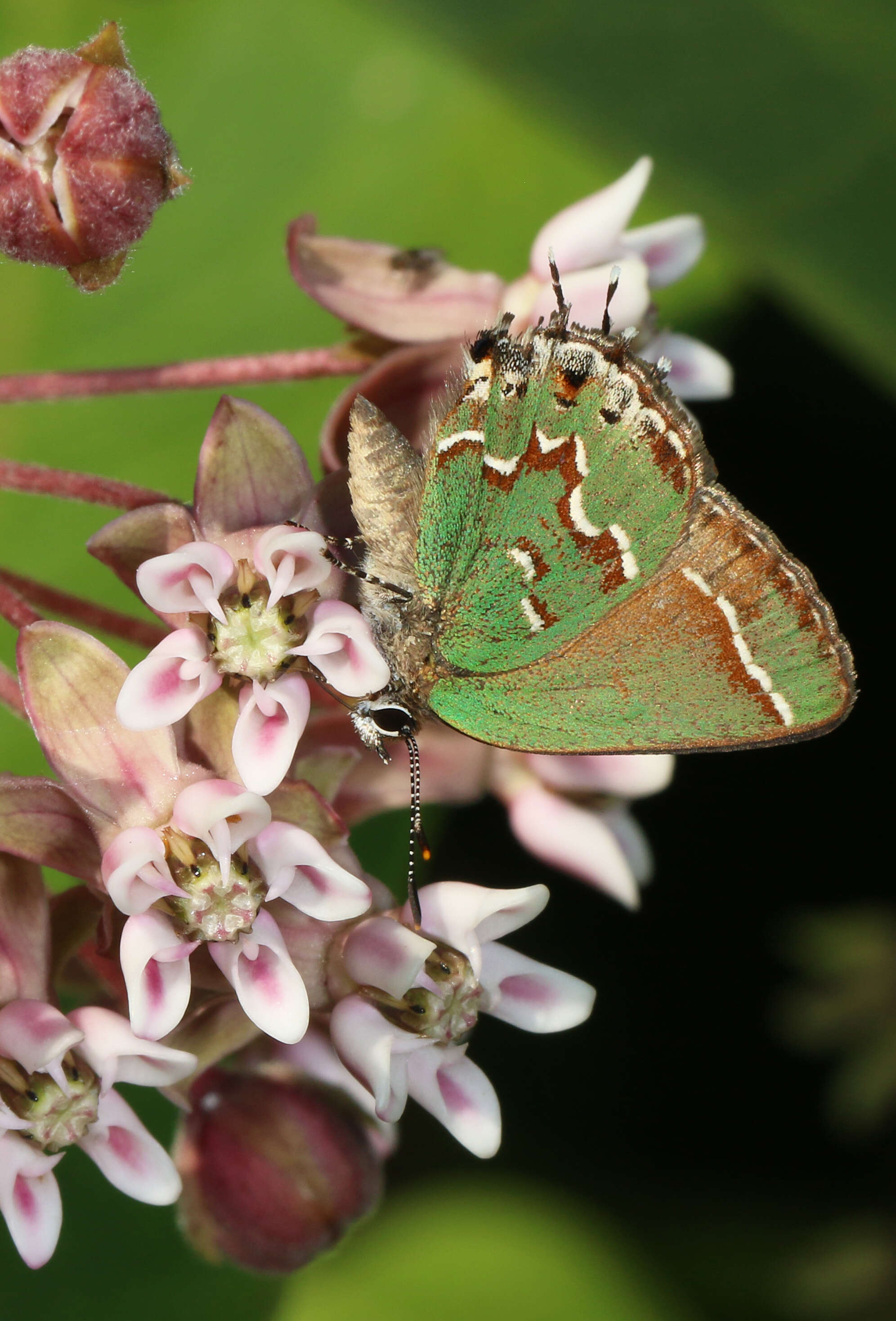 Plancia ëd Callophrys gryneus