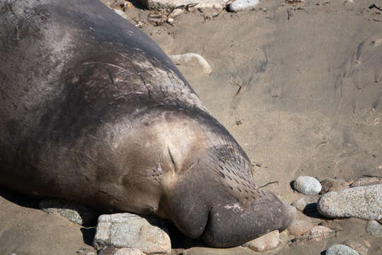 Image de Éléphant de mer du nord