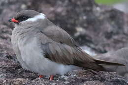 Image of Rock Pratincole