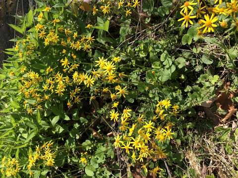 Image of butterweed