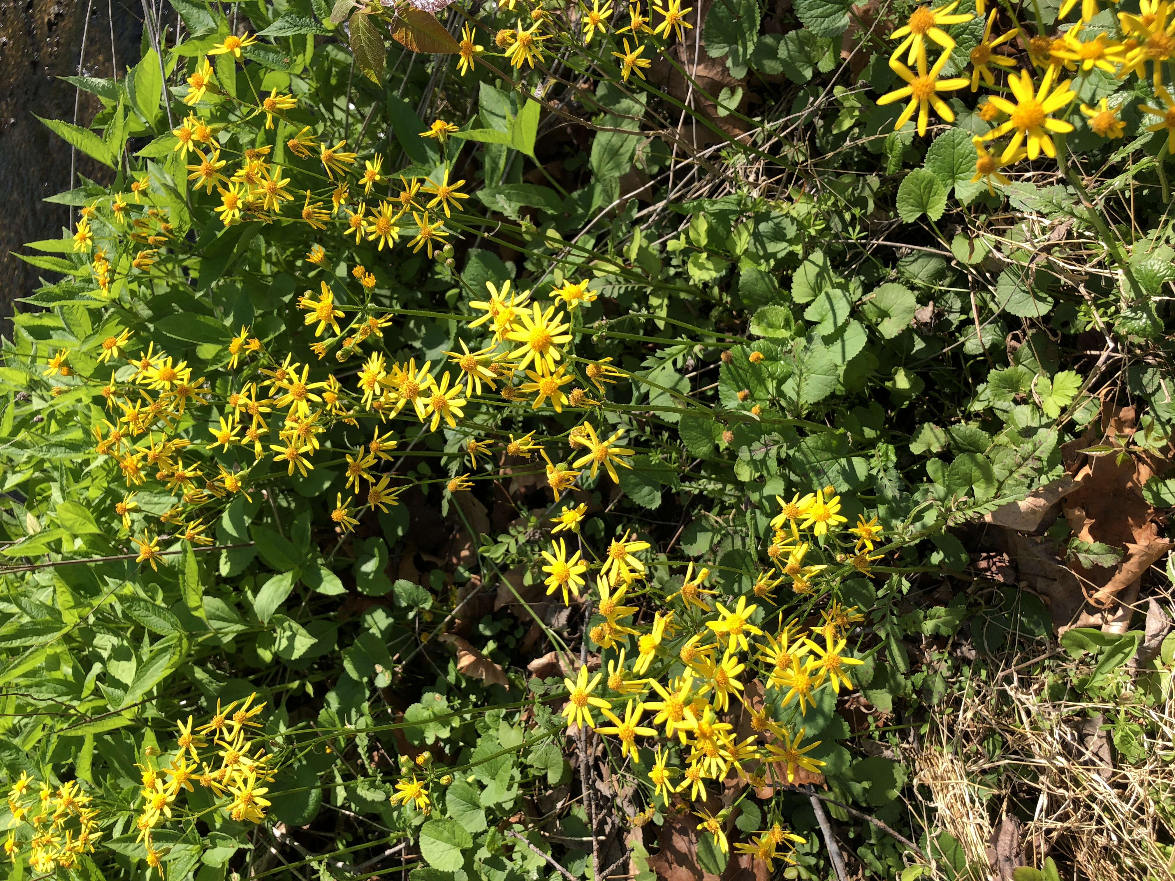 Image of butterweed