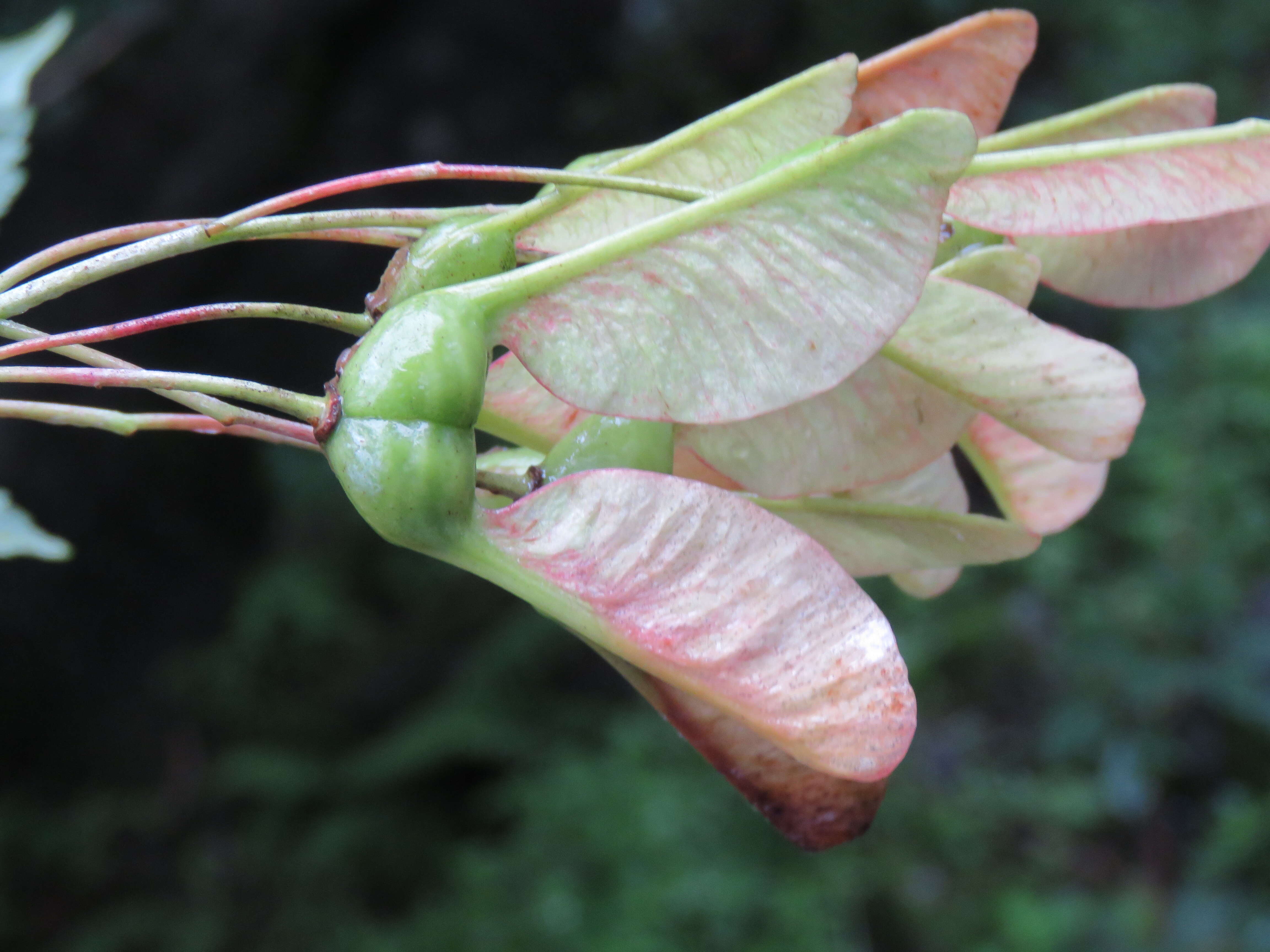 Слика од Acer acuminatum Wall. ex D. Don