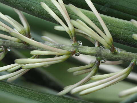 Image of African bowstring hemp