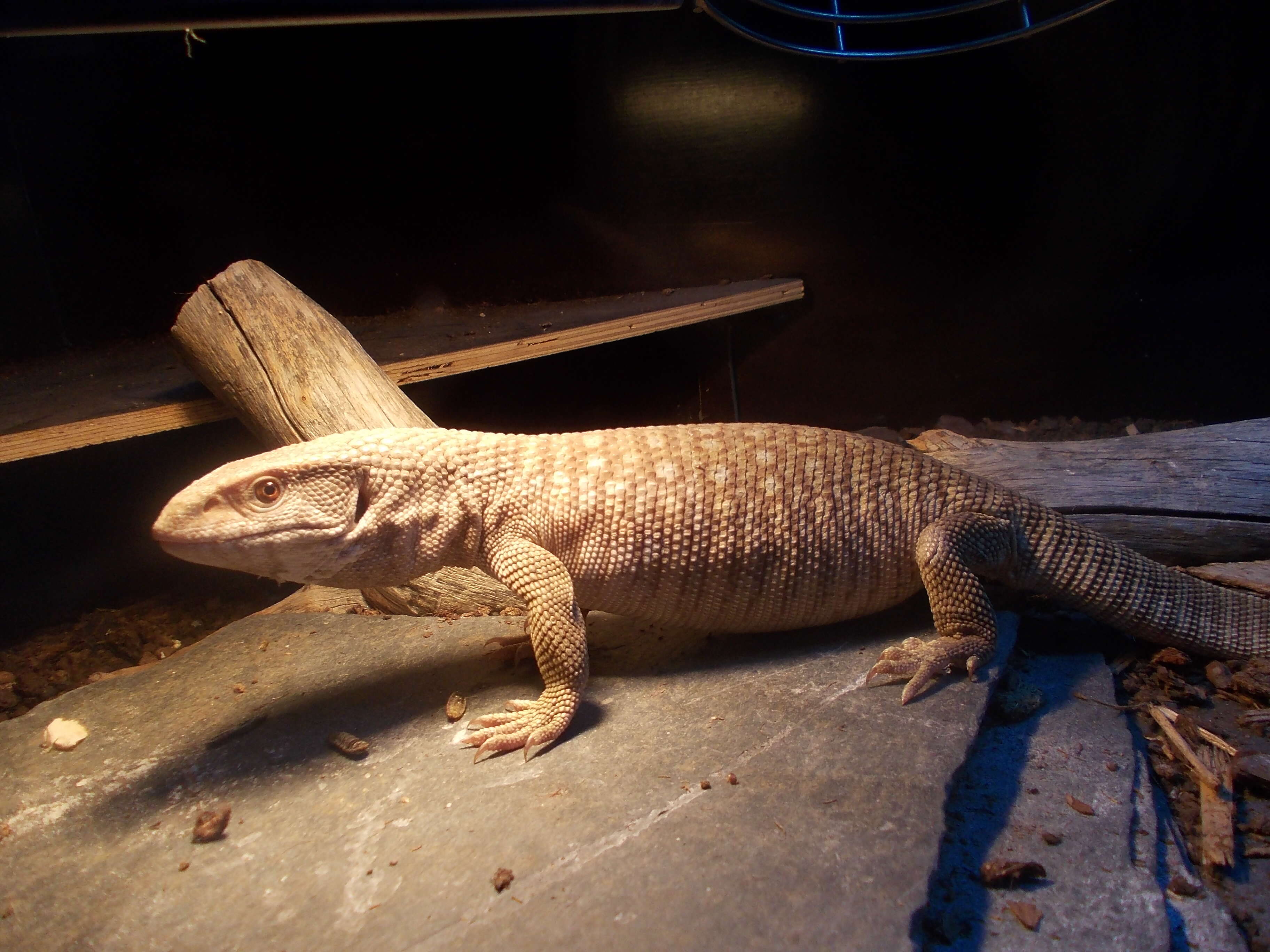 Image of Savannah Monitor