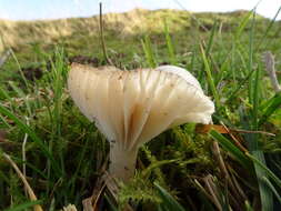 Image of Snowy Waxcap