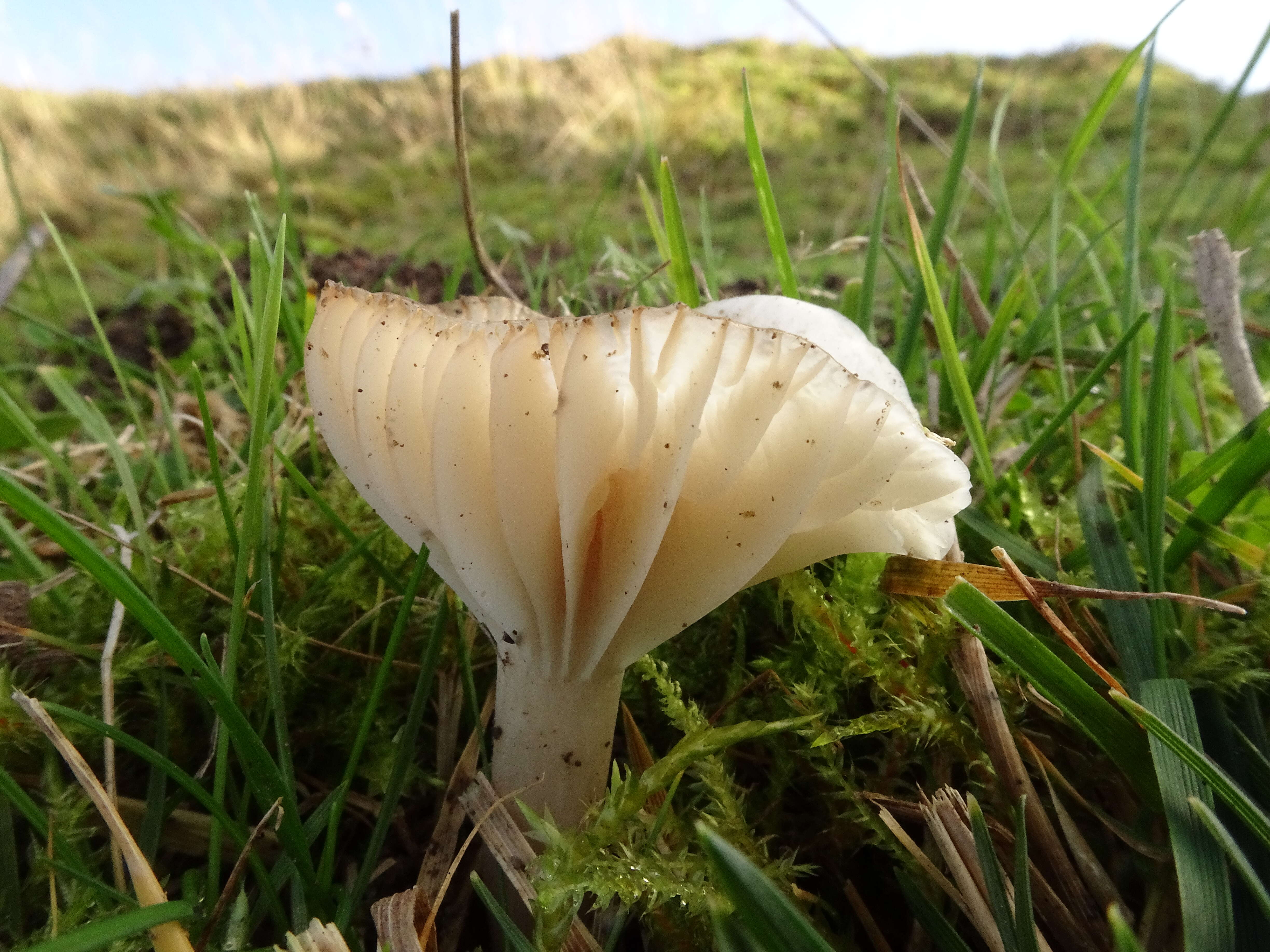 Image of Snowy Waxcap