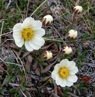 Imagem de Dryas octopetala L.