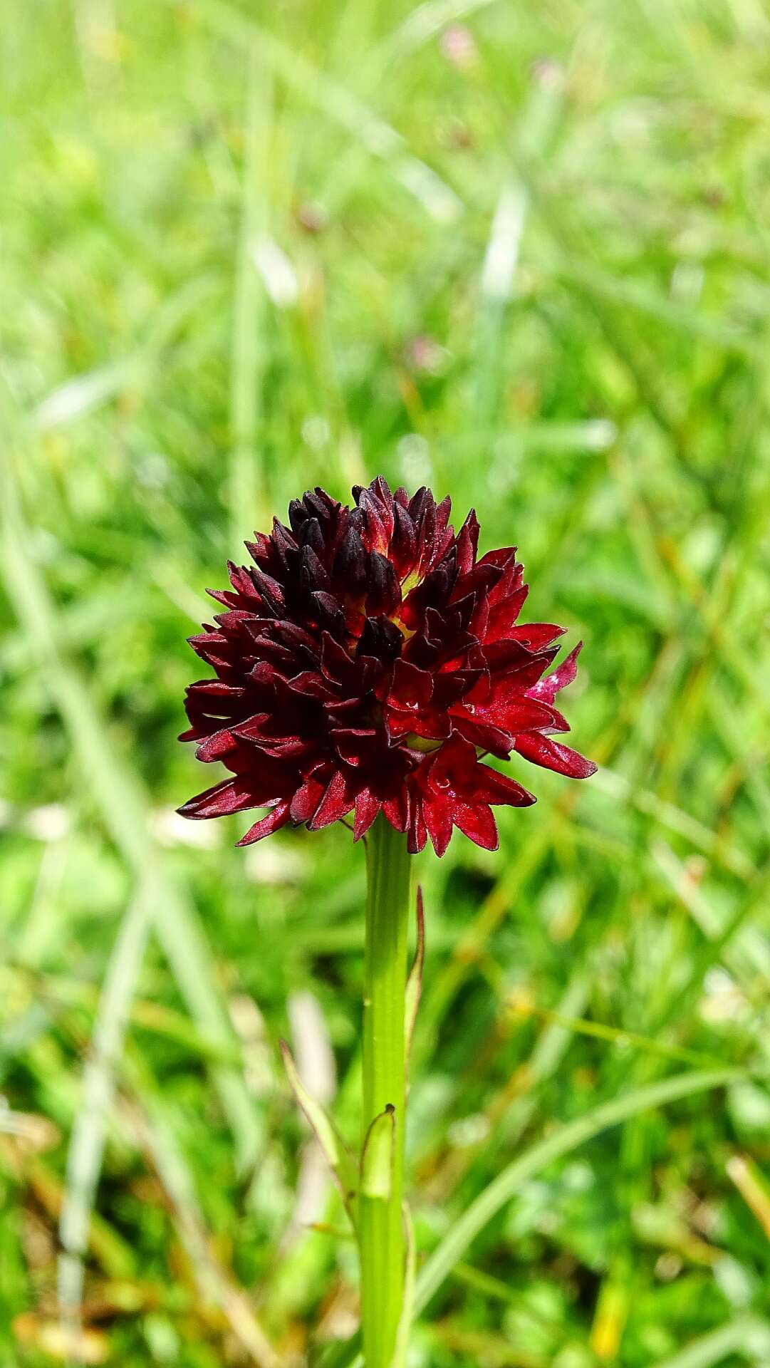 Image of Gymnadenia rhellicani (Teppner & E. Klein) Teppner & E. Klein