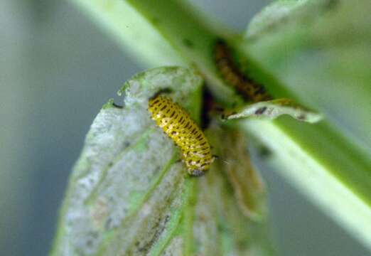 Image of Galerucella calmariensis