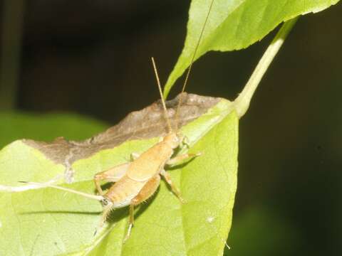 Image of scaly crickets