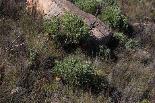 Image of Protea namaquana J. P. Rourke