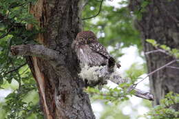 Image of Austral Pygmy Owl