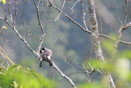 Image of Sooty-headed Bulbul