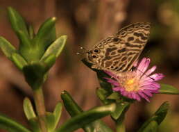 Image of Leptotes