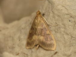 Image of European Corn Borer