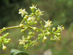 Image of Zanthoxylum ovalifolium Wight