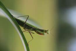 Image of Mantis