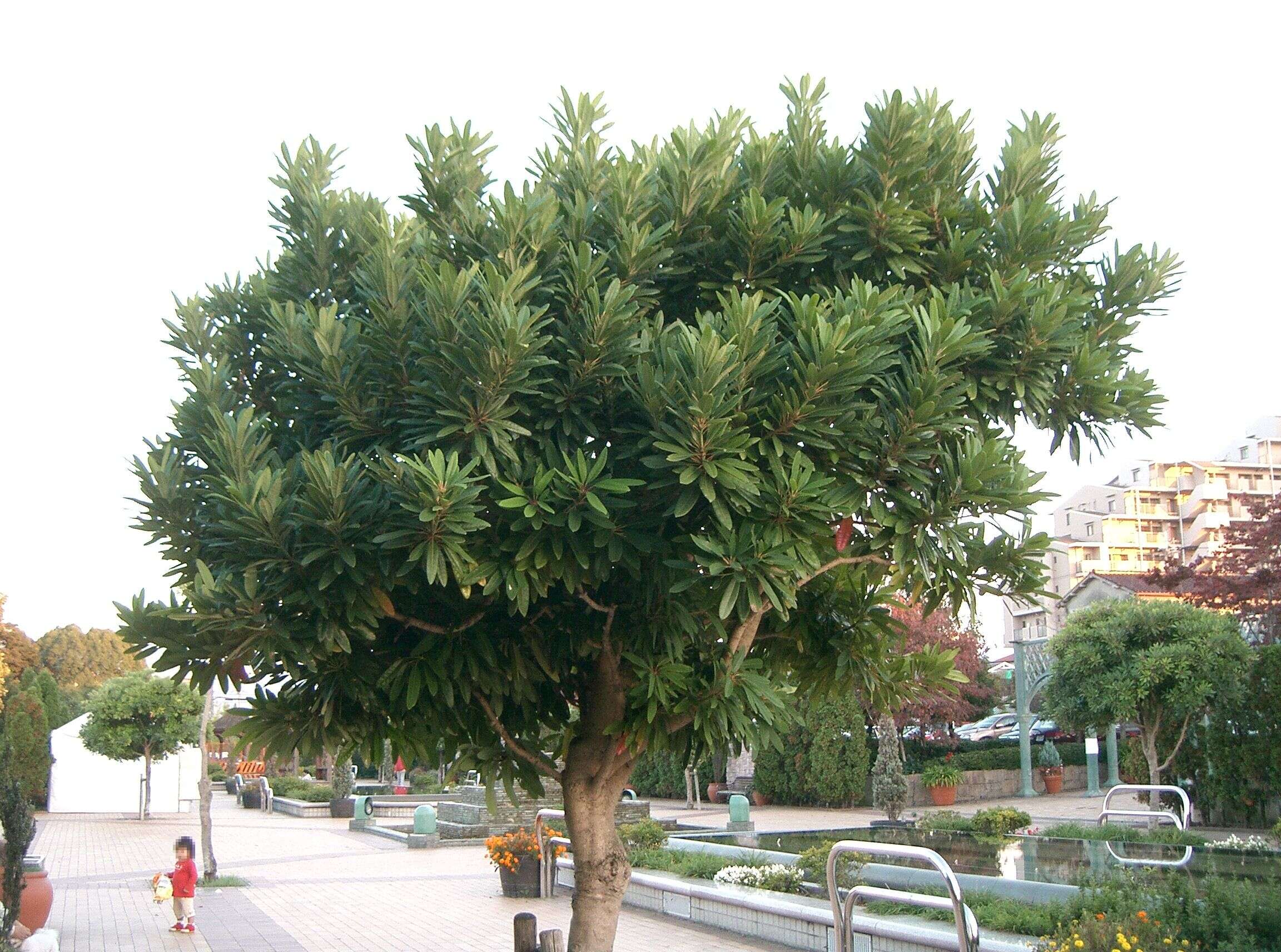 Image de Daphniphyllaceae