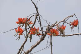 Image of Erythrina suberosa Roxb.