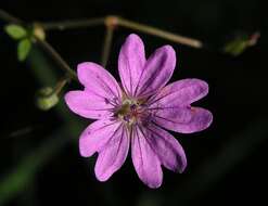 Image of hedgerow geranium