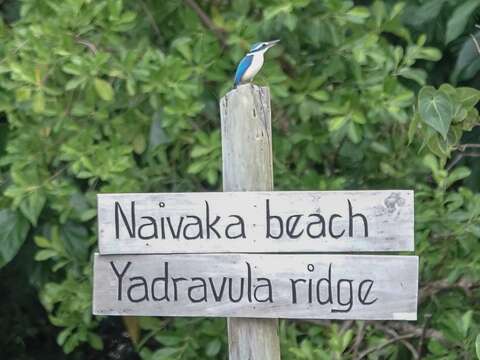 Image of Pacific Kingfisher