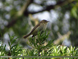 Image of Mountain Chiffchaff