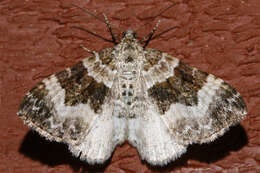 Image of common carpet