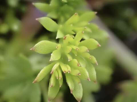 Image of field burrweed