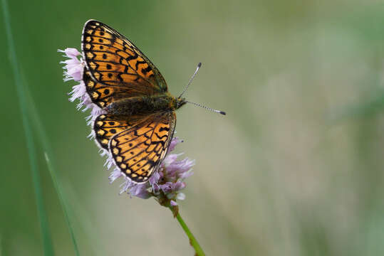 Imagem de Boloria eunomia