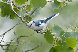 Image of Azure Tit