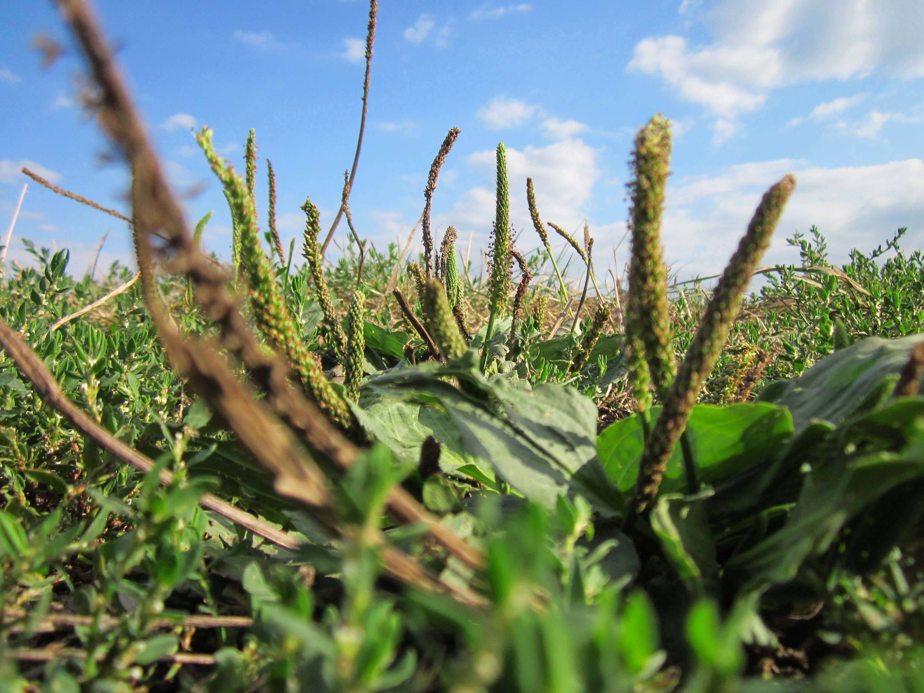 Image of Broadleaf Plantain