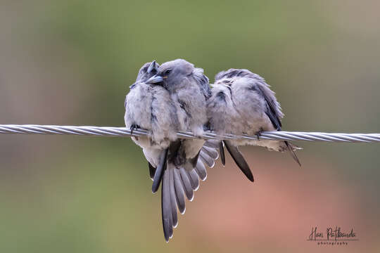 Image of Ashy Wood Swallow