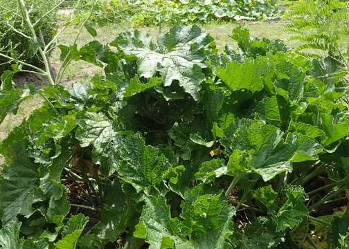 Image of Crambe cordifolia Steven