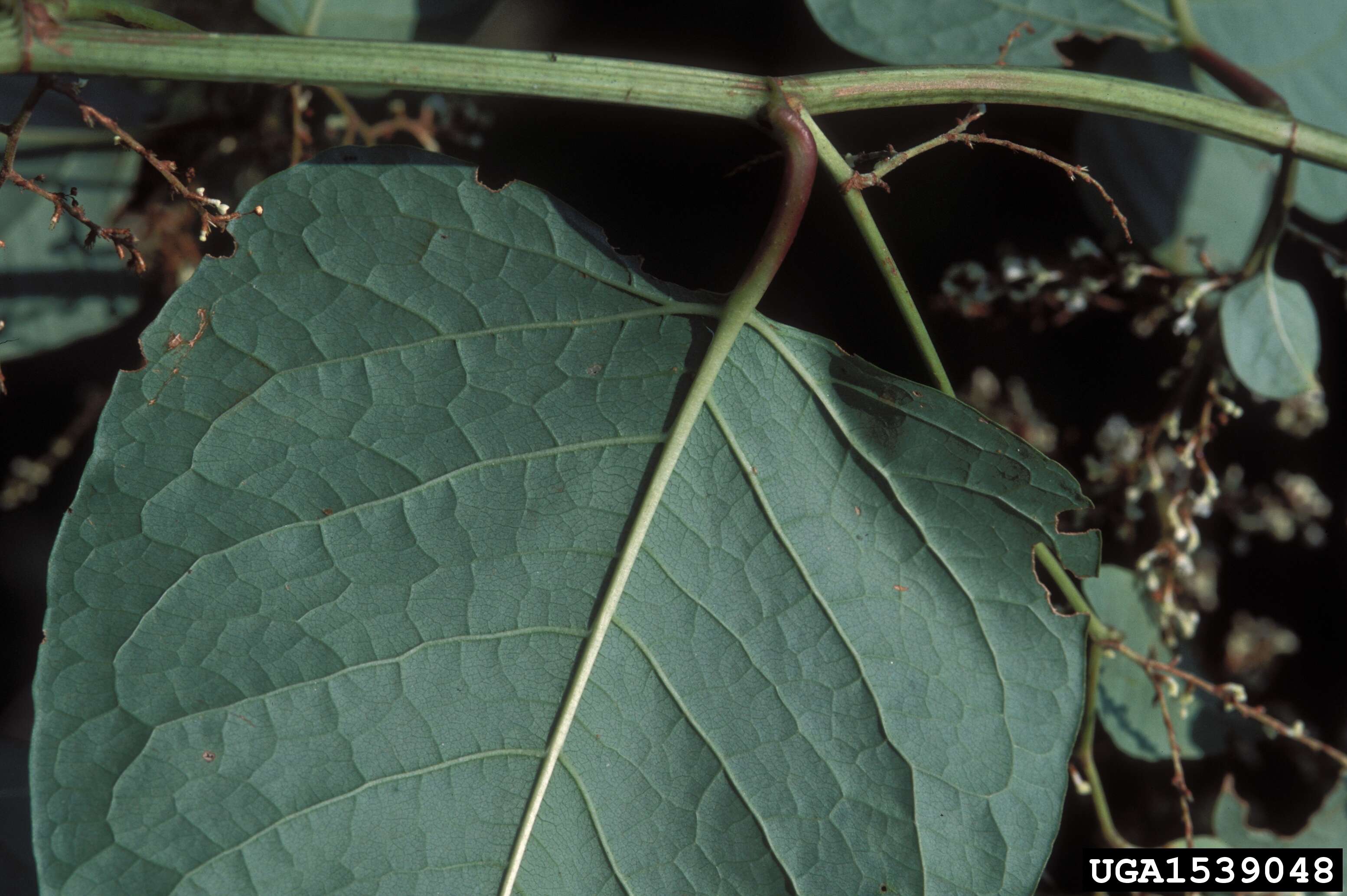 Image of Japanese Knotweed