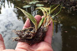 Image of spiny-spored quillwort