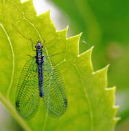 Image of Green lacewing