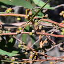 Imagem de Eucalyptus sabulosa K. Rute
