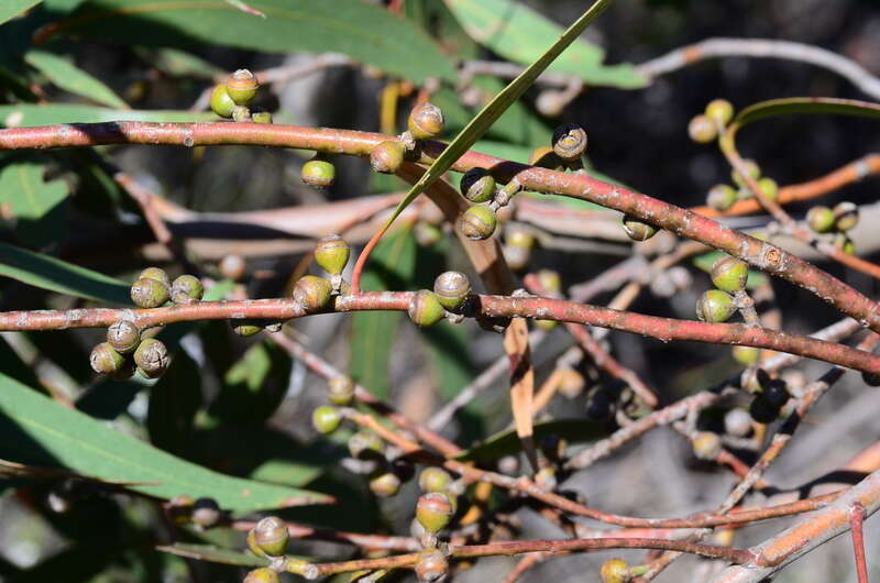 Image of Eucalyptus sabulosa K. Rute