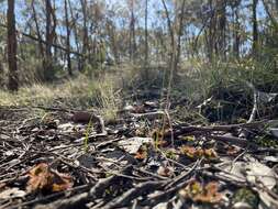 Image of Drosera aberrans (Lowrie & Carlquist) Lowrie & Conran