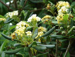 Image de Pittosporum tobira (Murray) Aiton fil.