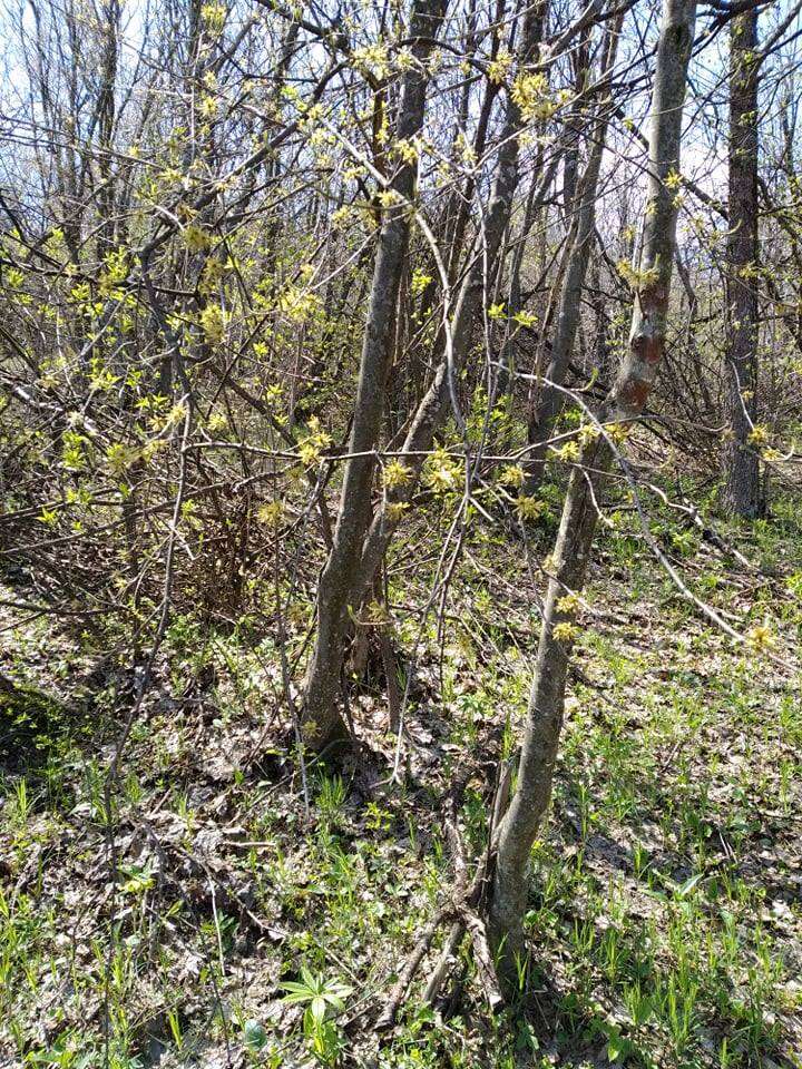 Image of Cornelian cherry dogwood