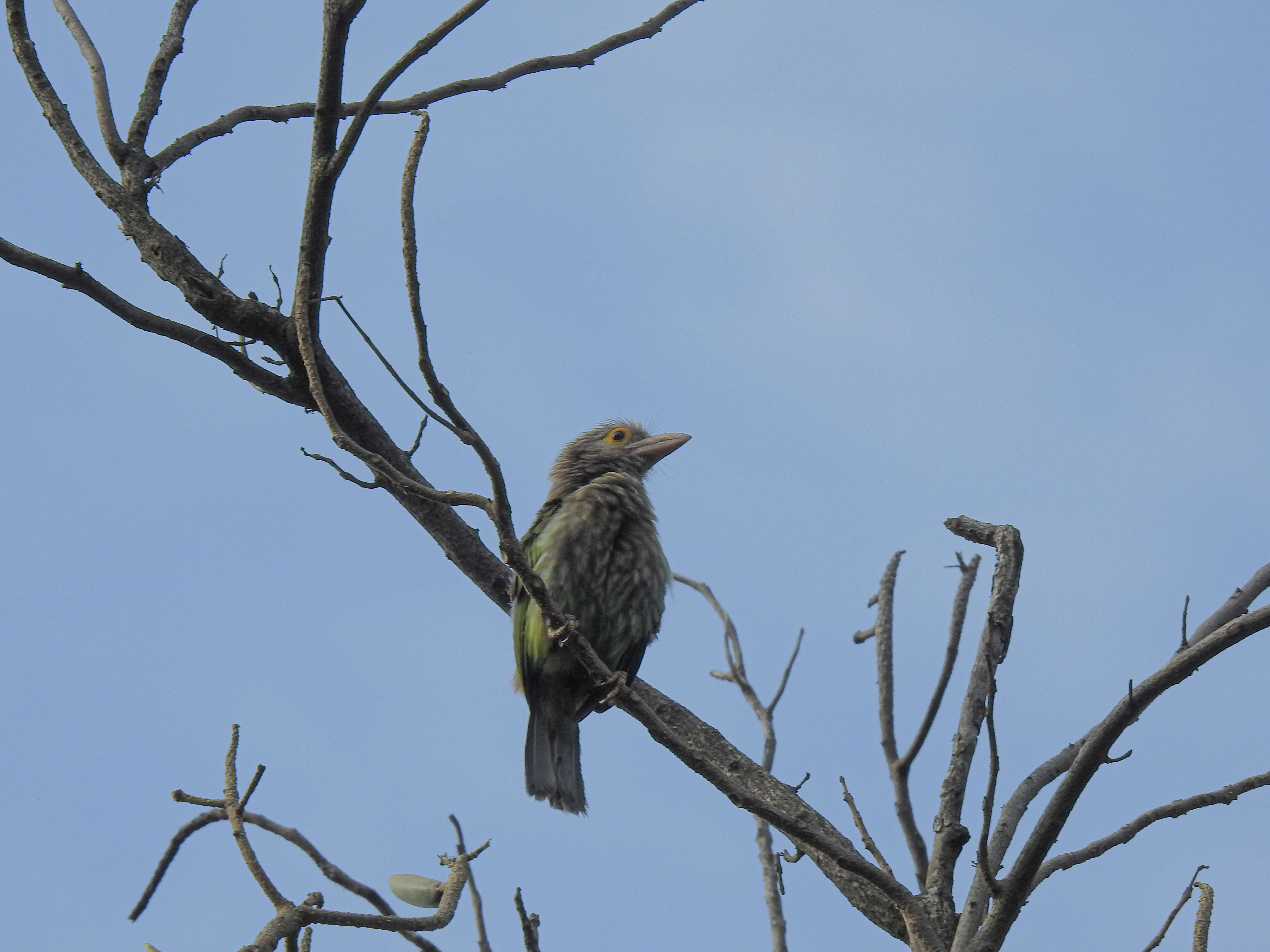 Psilopogon lineatus (Vieillot 1816) resmi