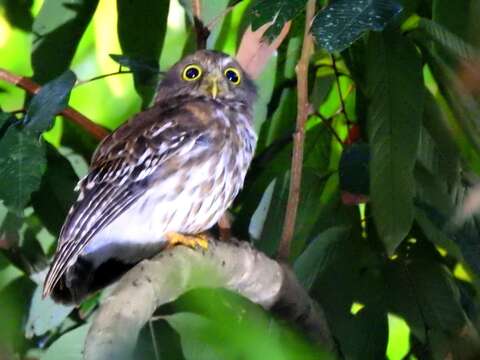 صورة Ninox philippensis Bonaparte 1855