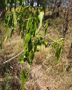 Image of Ehretia saligna R. Br.