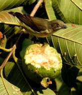 Image of Thick-billed Flowerpecker