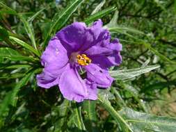 Image of Large Kangaroo Apple