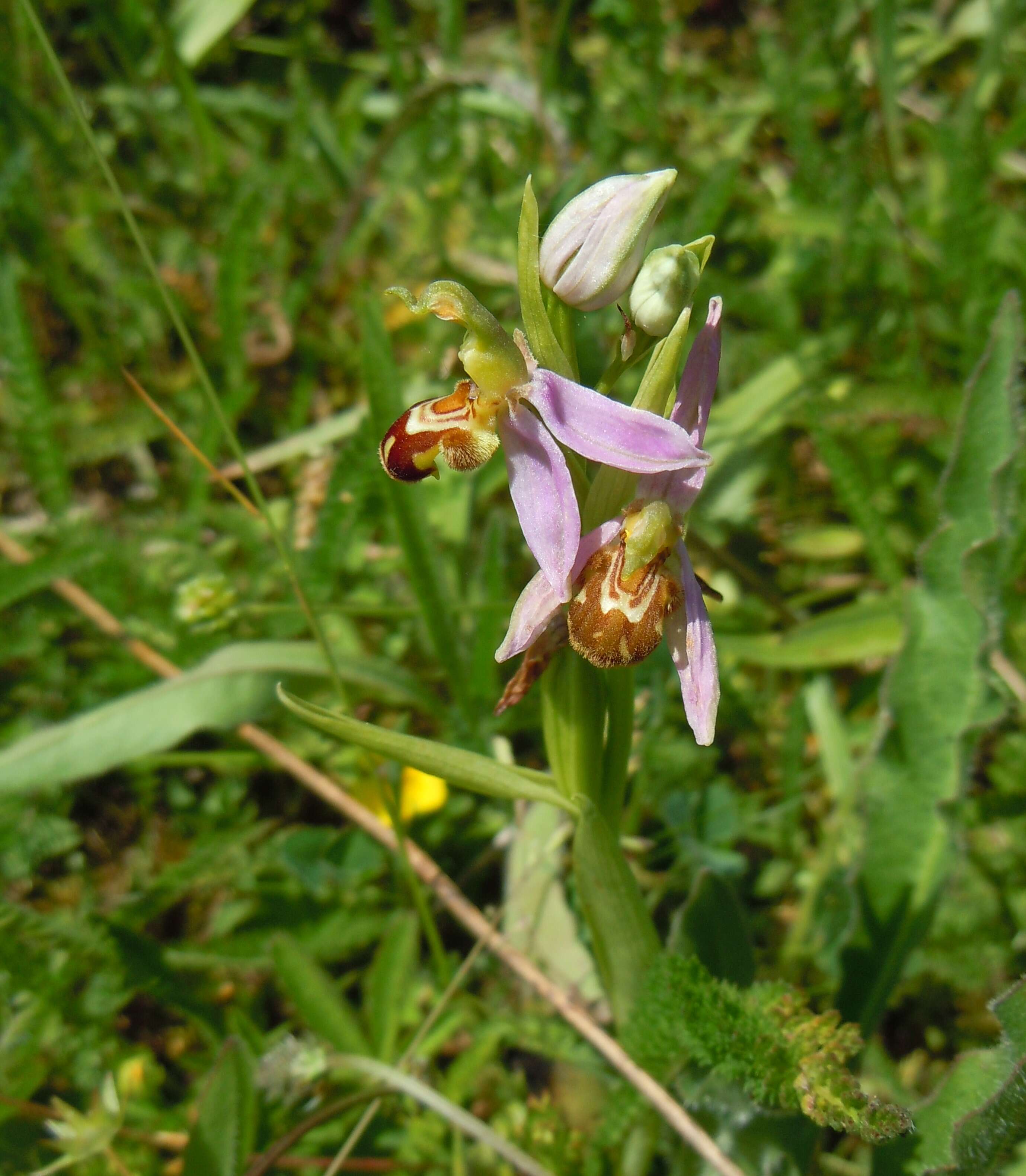 Image of Bee orchid