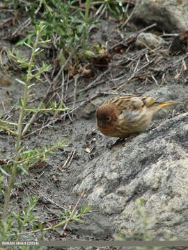 Image of Fire-fronted Serin